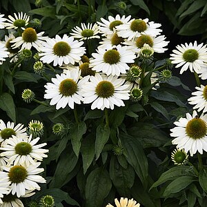 Ežiuolė 'SunMagic Vintage Pearl White'