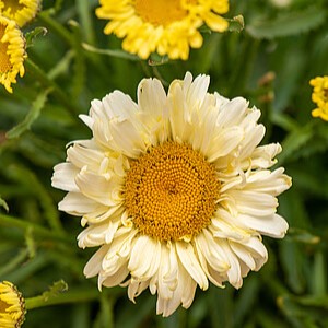 Baltagalvė 'Sweet Daisy Izabel'