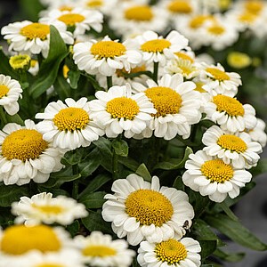 Baltagalvė 'Sweet Daisy Shelly'