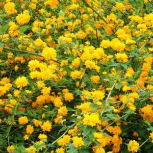 Japoninė kerija 'Pleniflora'