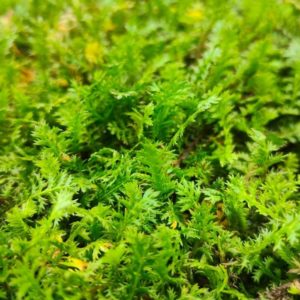 Leptinella squalida