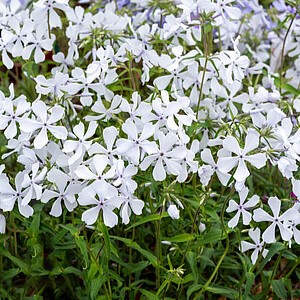 Skėstašakis flioksas 'May Breeze'